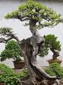 Secretos para el cultivo del bonsái