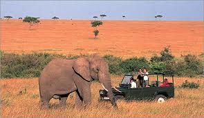 Kenia, la meca del safari